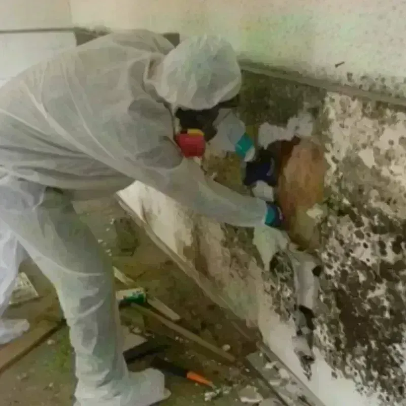 Mold Remediation and Removal in Paoli, IN